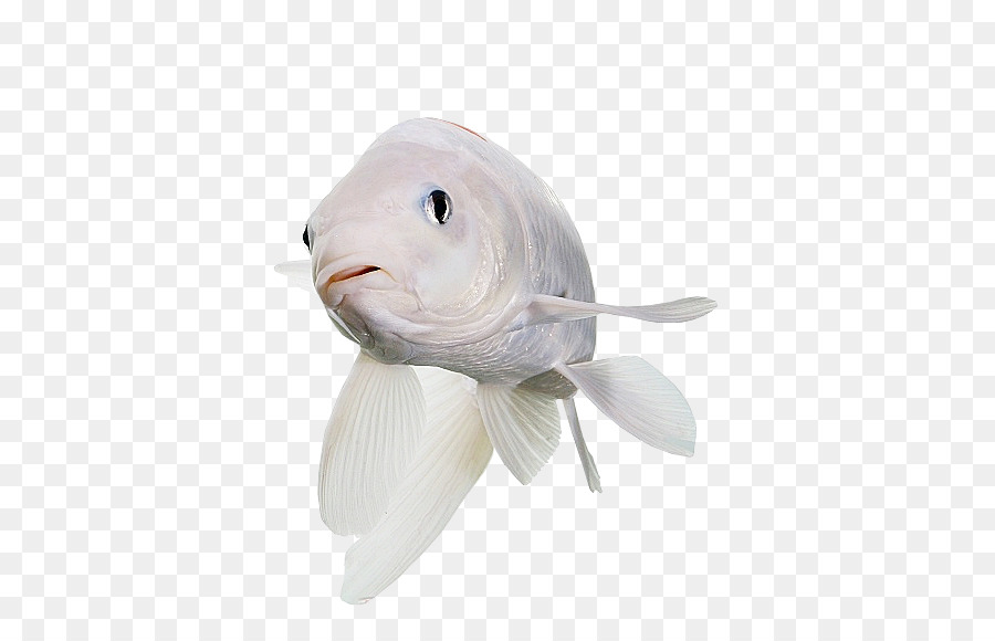 La Polilla，Los Peces PNG