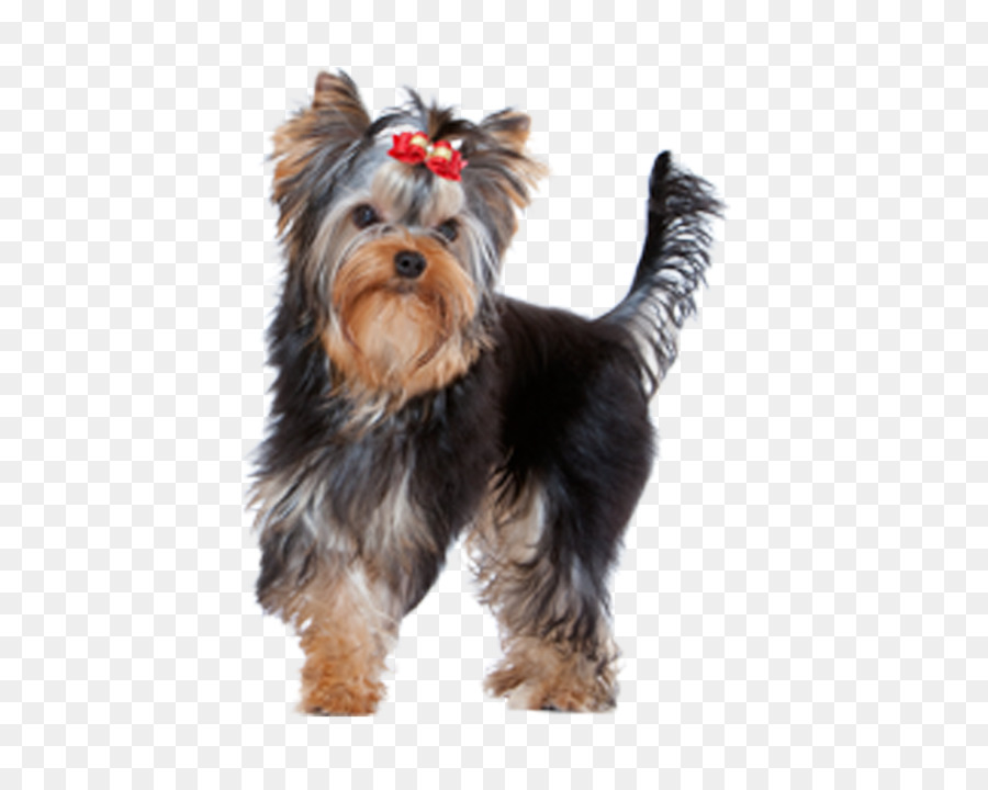 Yorkshire Terrier，Terrier Australiano De Seda PNG