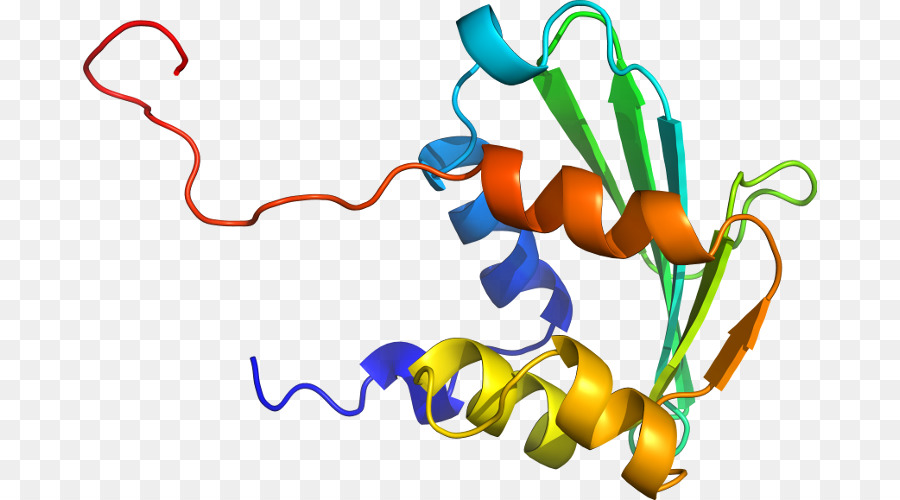 Estructura De La Proteína，Biología PNG