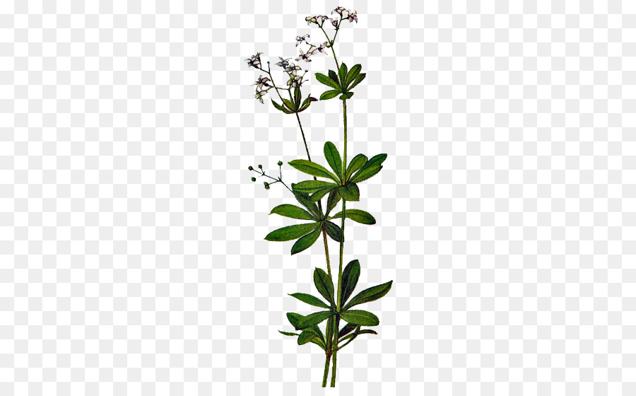 Flor，Tallo De La Planta PNG