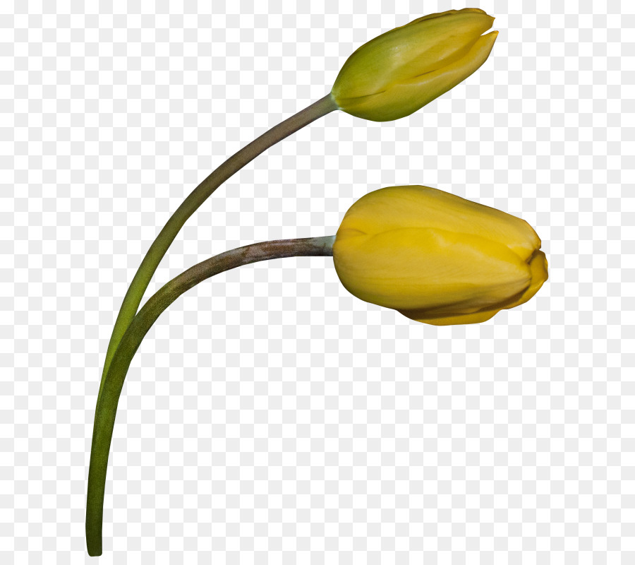 Narcisos，Amarillo PNG