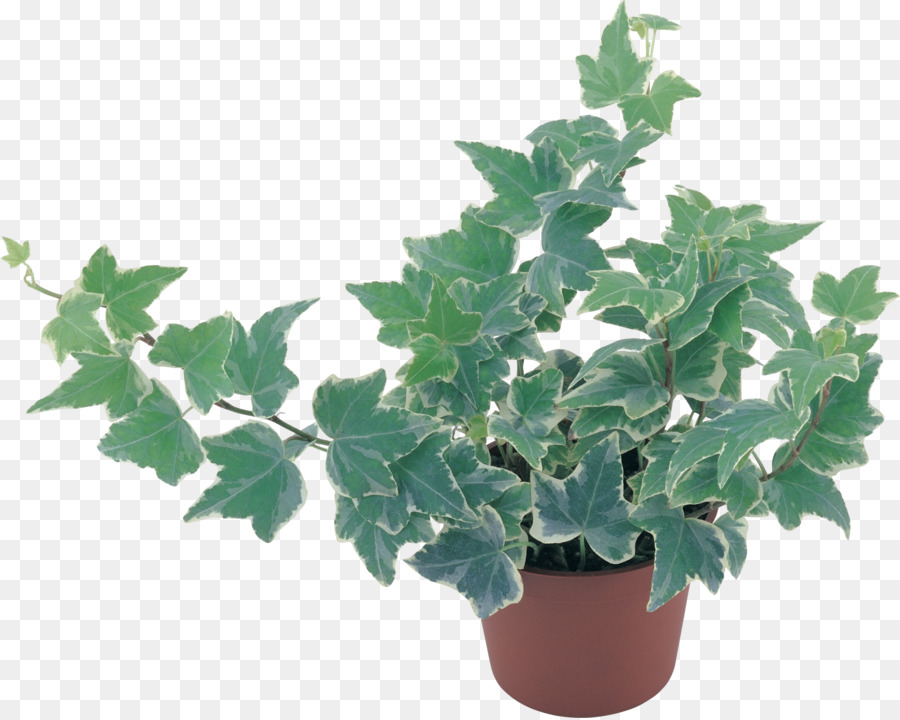 Planta En Maceta，Hiedra PNG