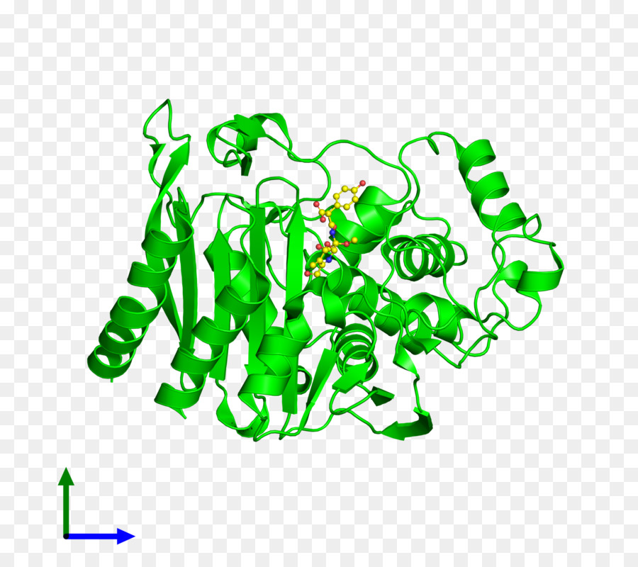 Estructura De La Proteína Verde，Biología PNG