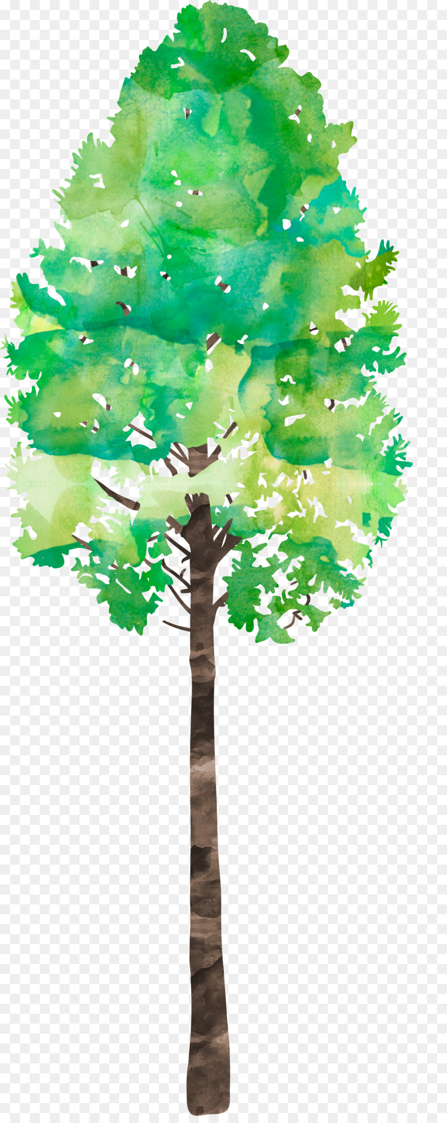 Árbol Verde Alto，Árbol PNG