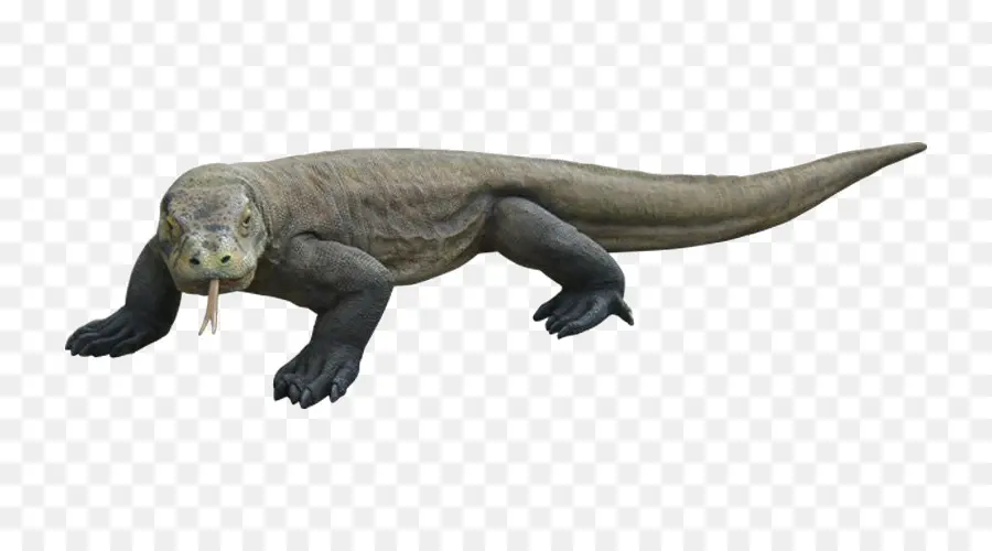 Dragón De Komodo，Reptil PNG