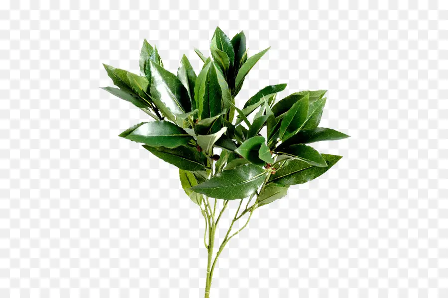 Hoja，Laurel PNG