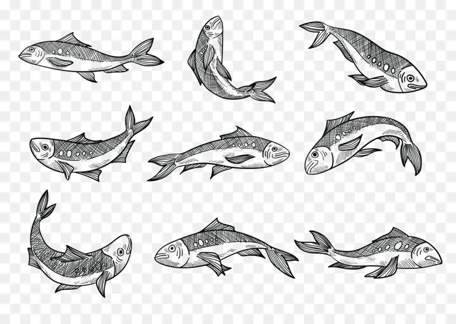 Dibujos De Peces，Bosquejo PNG