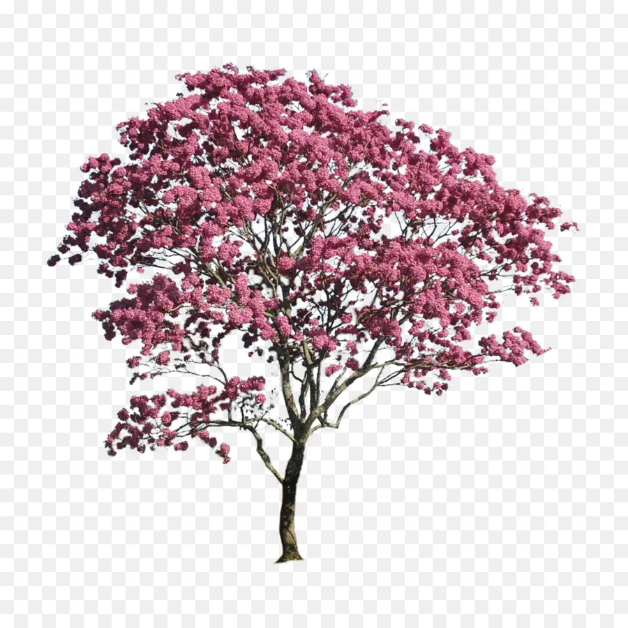 Árbol，Flores PNG