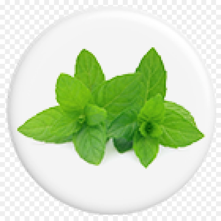 Menta，Hojas PNG