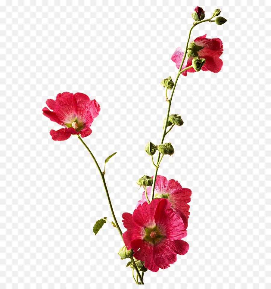 Flor，Malvarrosas PNG