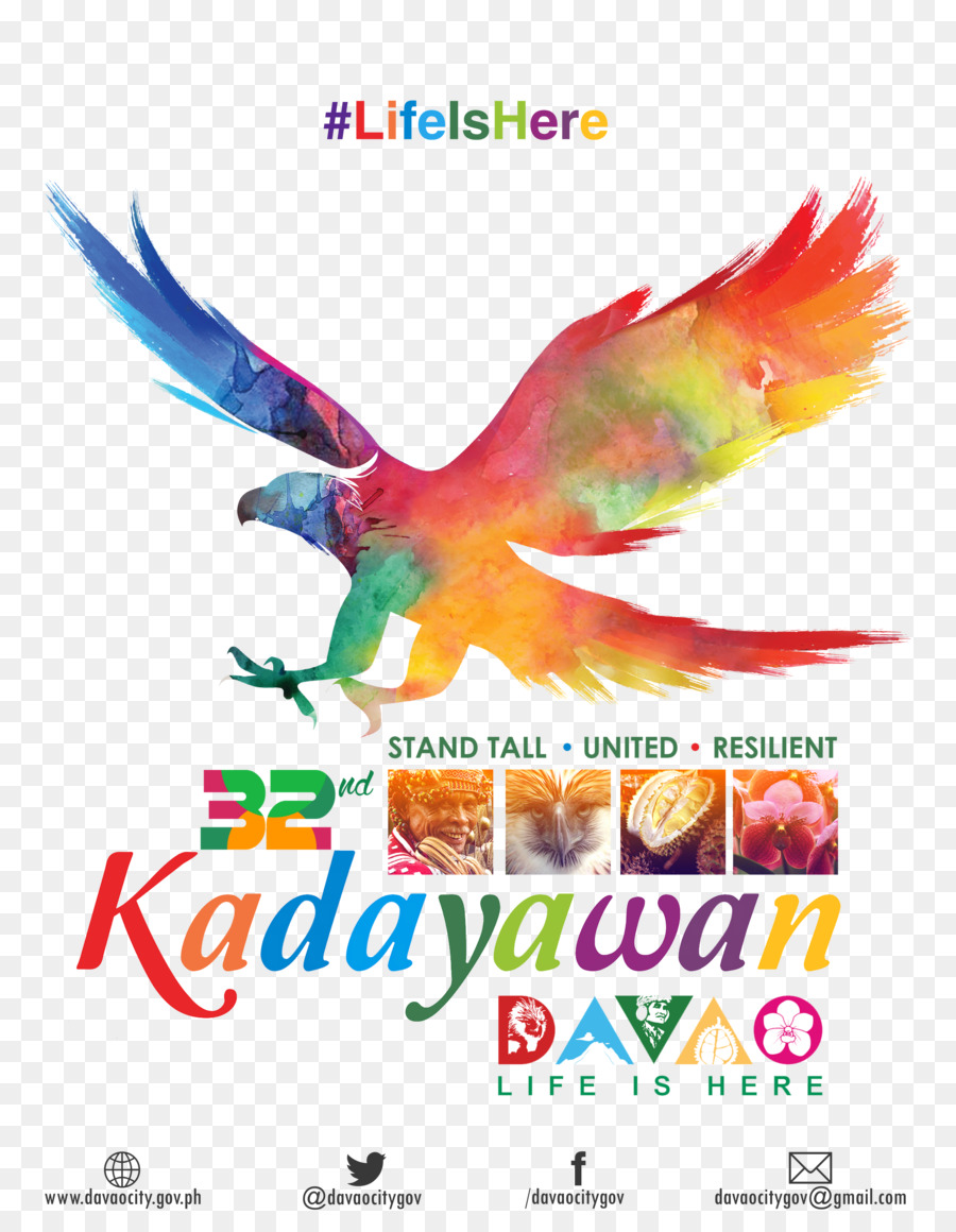 Pájaro Colorido，Festival PNG