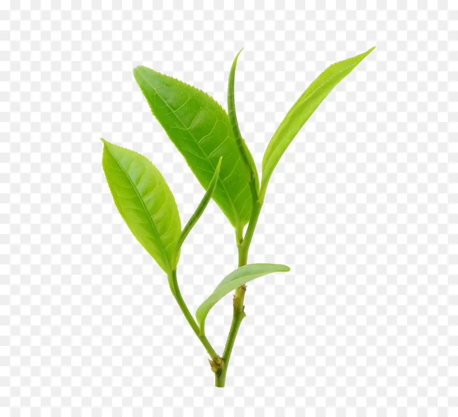 Té，Té Verde PNG