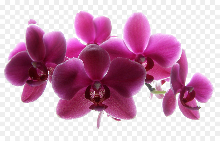 Las Orquídeas，Centro De Servicio De Coche PNG