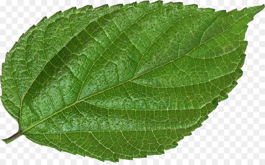 Hoja，Verde PNG