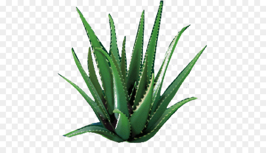 Aloe Vera，Forever Living Productos PNG