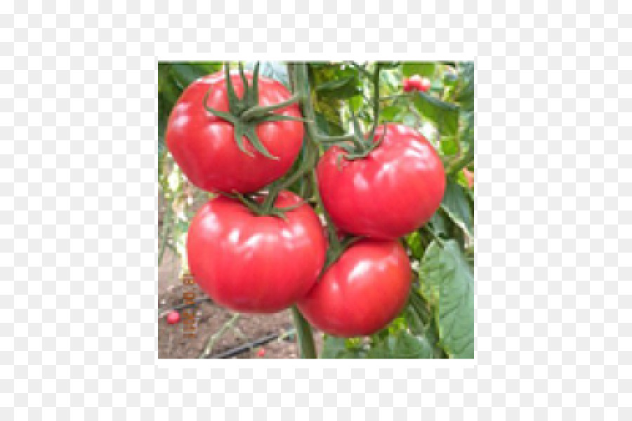 La Semilla，Tomate PNG