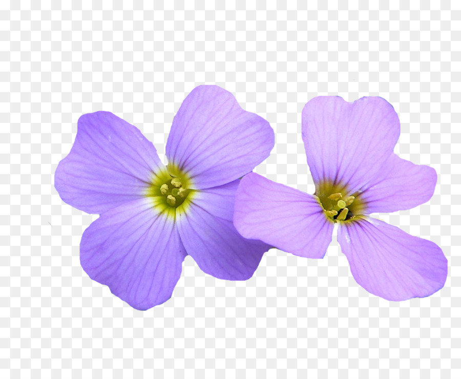 Aliso，Aubrieta PNG