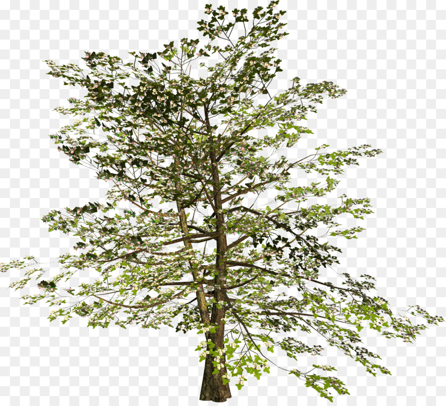 Árbol，Rusia PNG