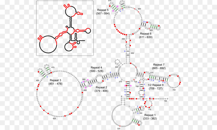 Xist，Xinactivation PNG