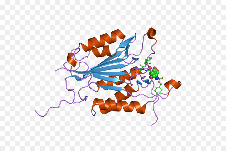 Estructura De La Proteína，Molécula PNG