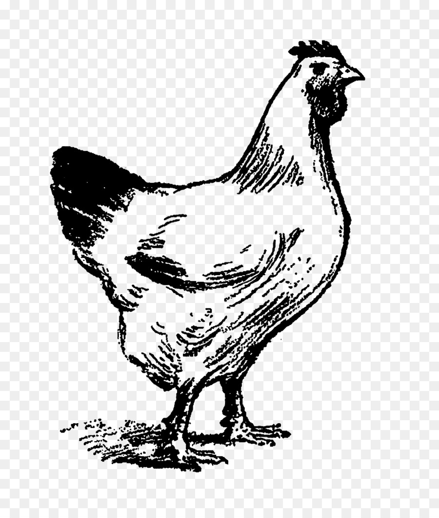 Pollo，Gallo PNG