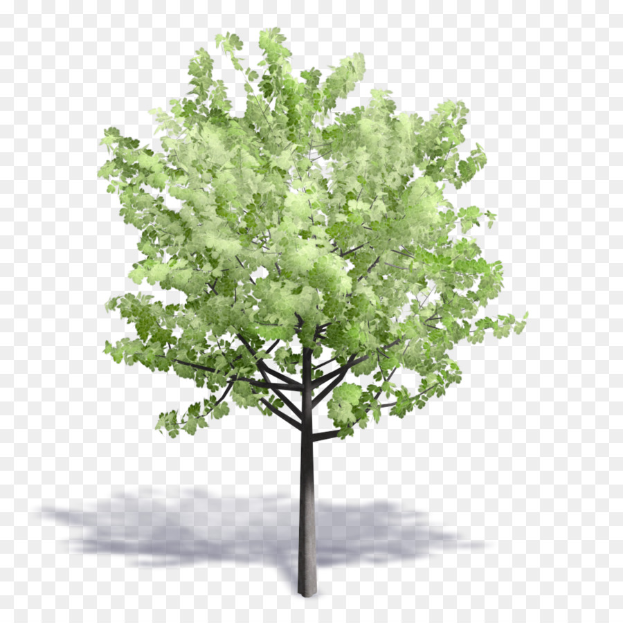 Hoja，Árbol PNG