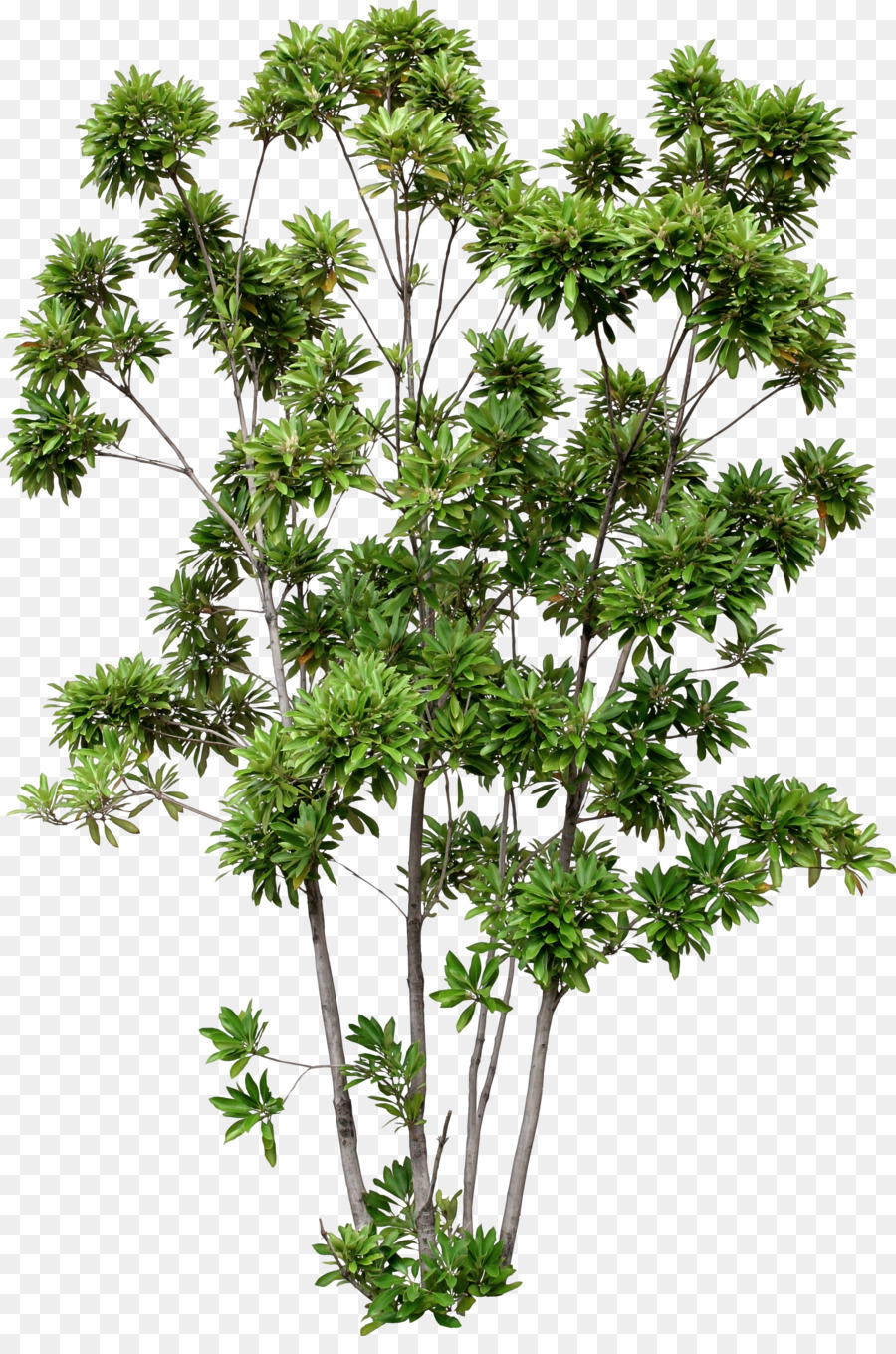 Arbustos Verdes，Arbustos PNG