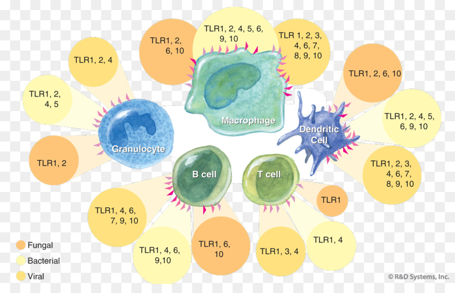 Tolllike Receptor，Receptor PNG