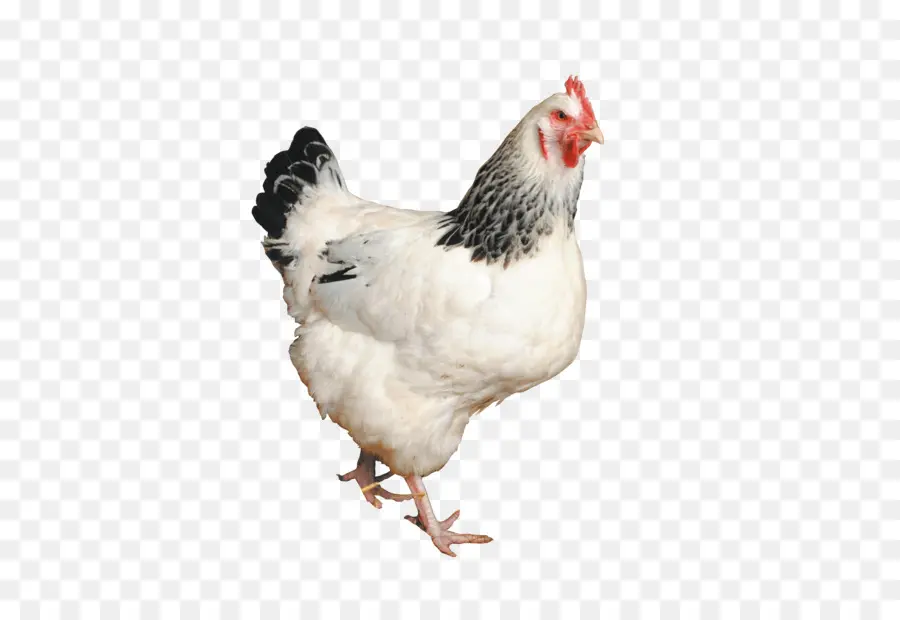 Sussex Pollo，Australorp PNG