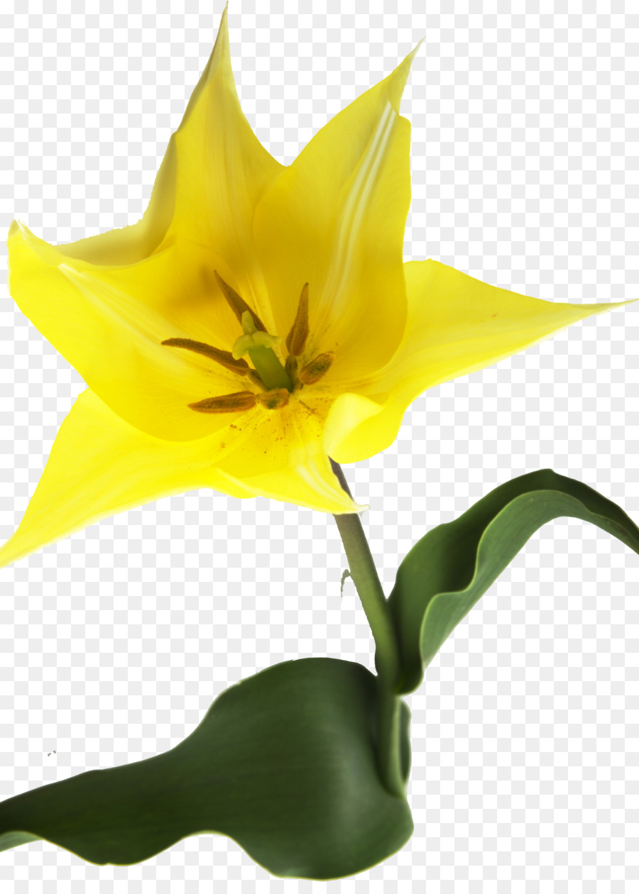 Tulip，Tallo De La Planta PNG