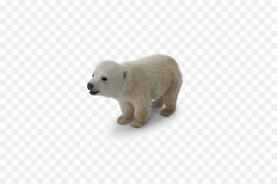 Oso Polar，Oso PNG