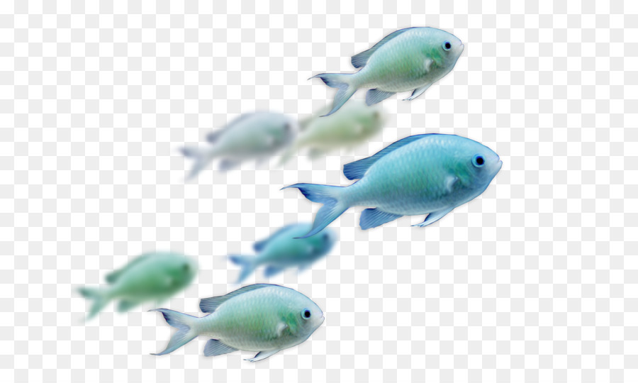 Los Peces，Gato PNG