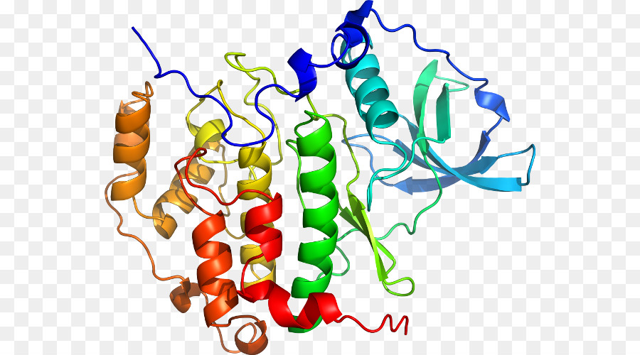 Estructura De La Proteína，Molécula PNG