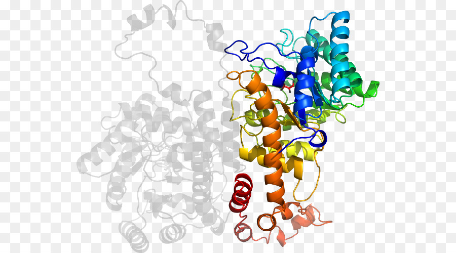 Estructura De La Proteína，Molécula PNG