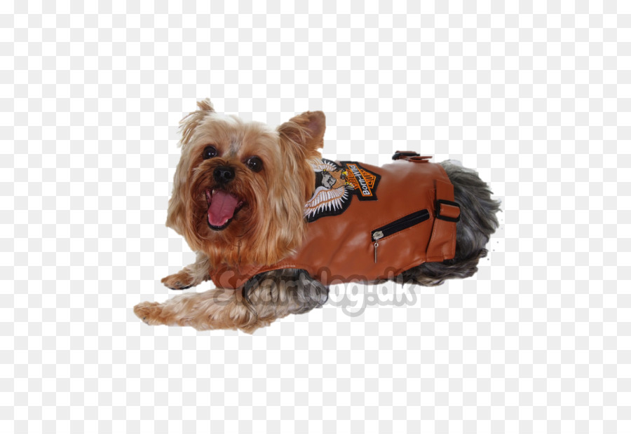 Yorkshire Terrier，Terrier Australiano De Seda PNG