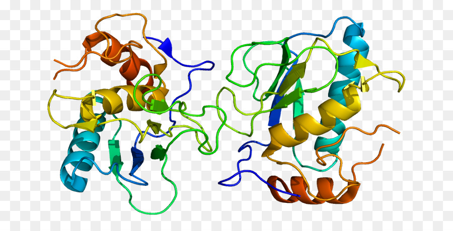 Matriz De Metallopeptidase 13，Metaloproteinasa De La Matriz PNG