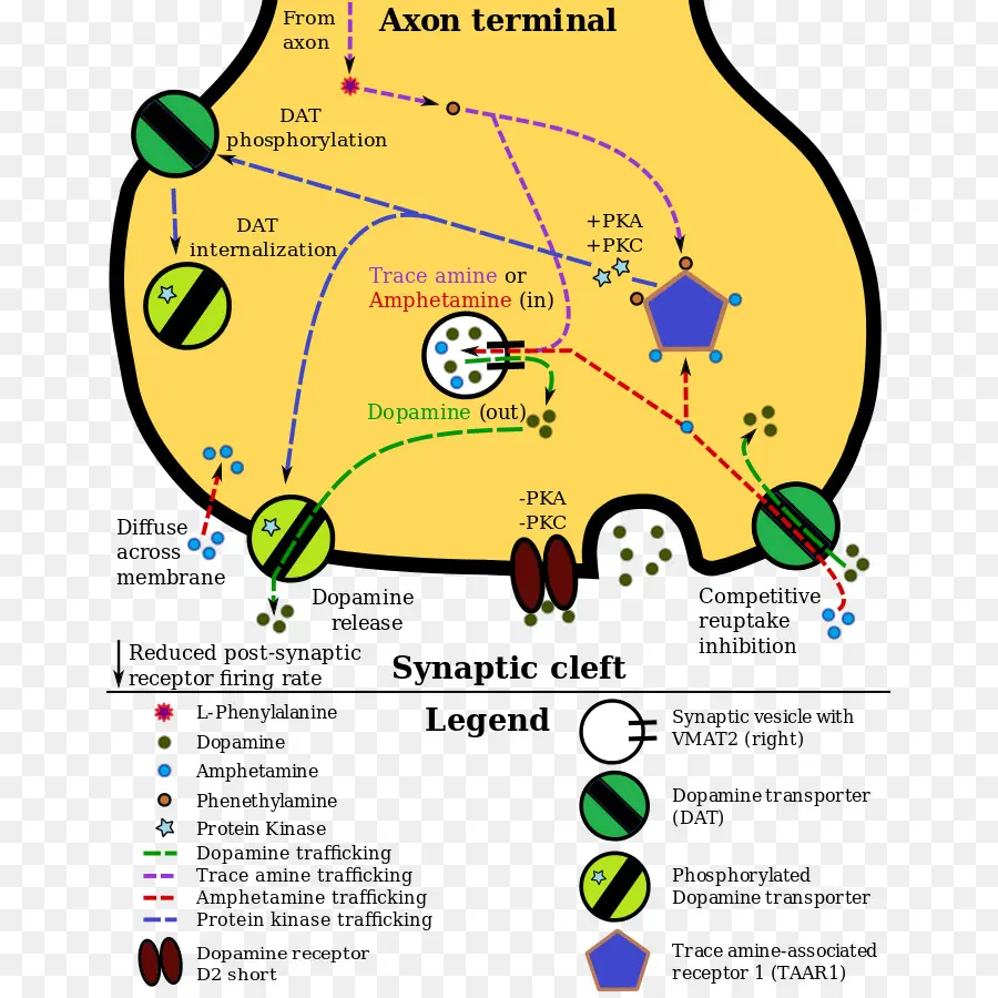 Dopamina，La Anfetamina PNG