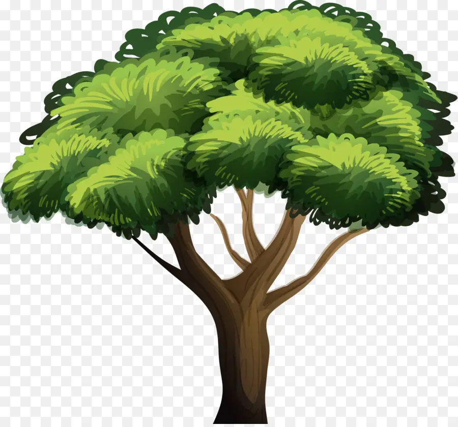 árbol，Planta PNG