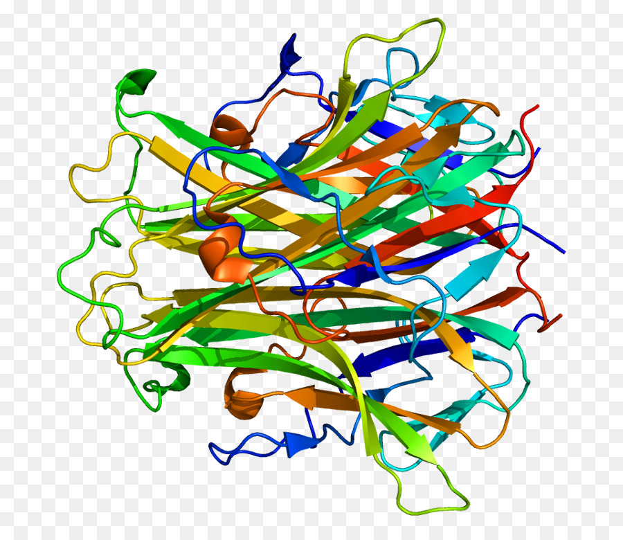 Estructura De La Proteína，Molécula PNG