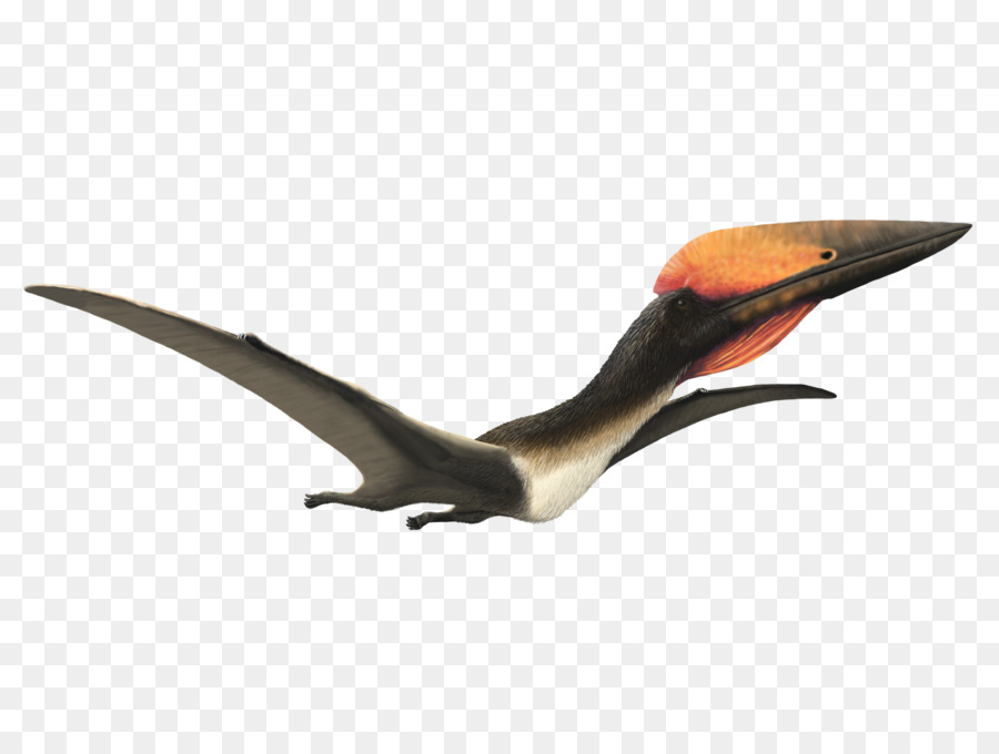 Hatzegopteryx，Cretácico Tardío PNG