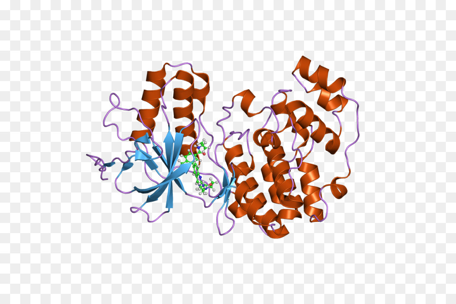 Estructura De La Proteína，Molécula PNG