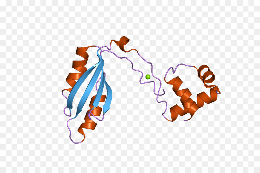 Estructura De La Proteína，Molécula PNG