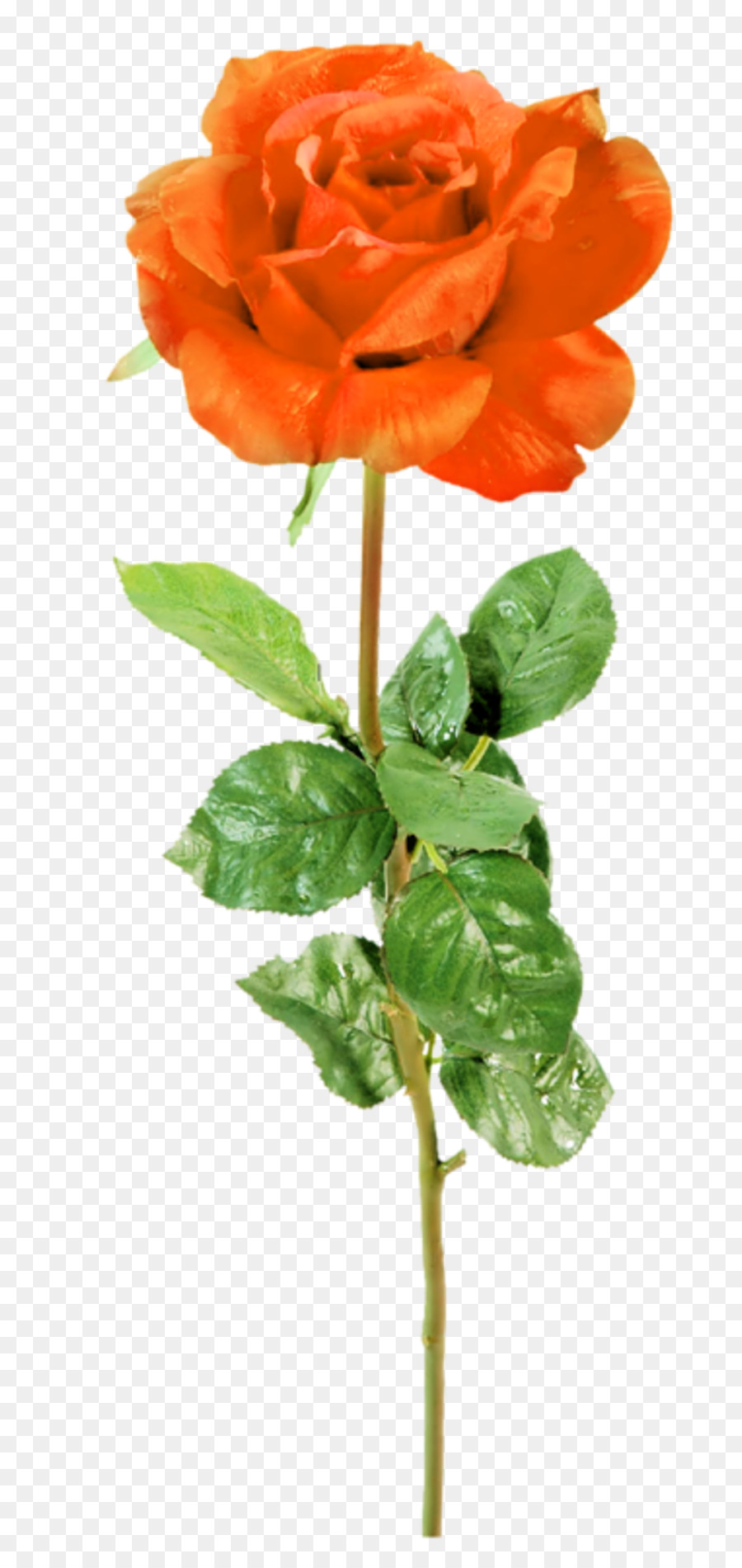 Las Rosas De Jardín，Flor PNG