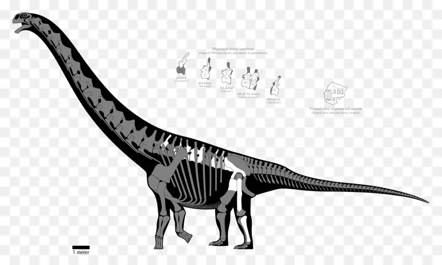 Argentinosaurus，Brachiosaurus PNG