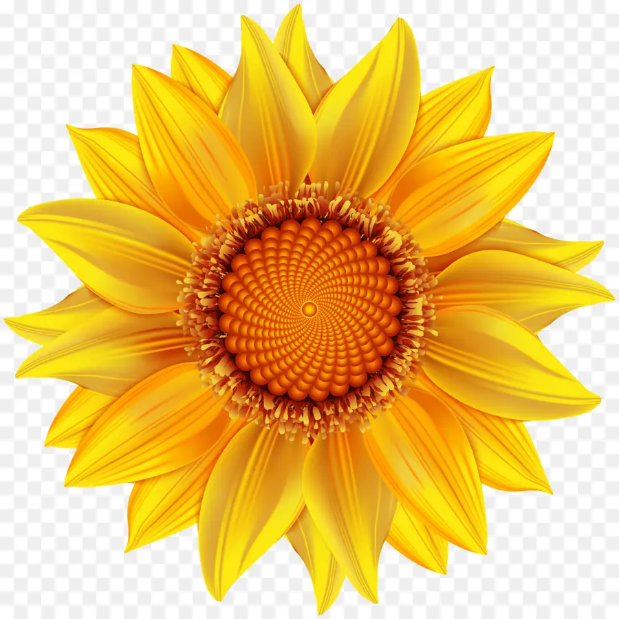 Girasoles，Amarillo PNG