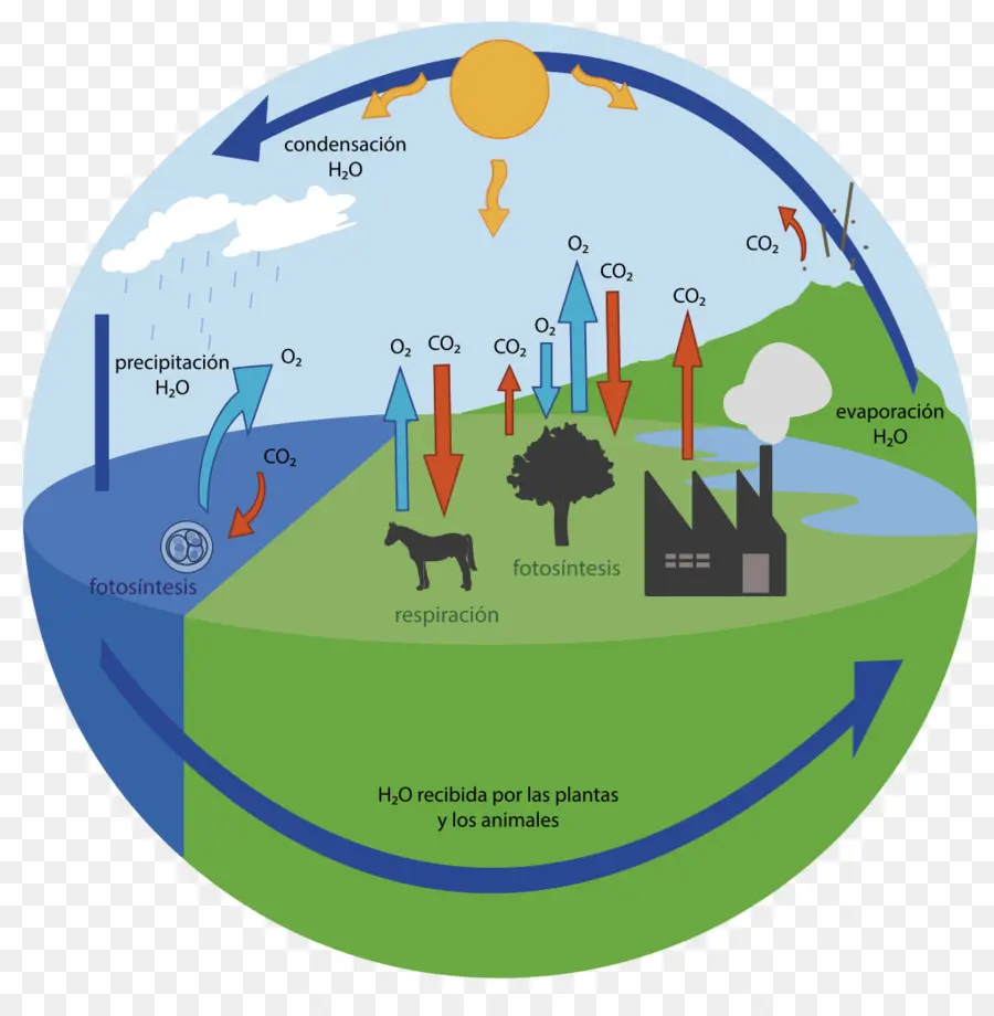 Diagrama Del Ciclo Del Carbono，Fotosíntesis PNG