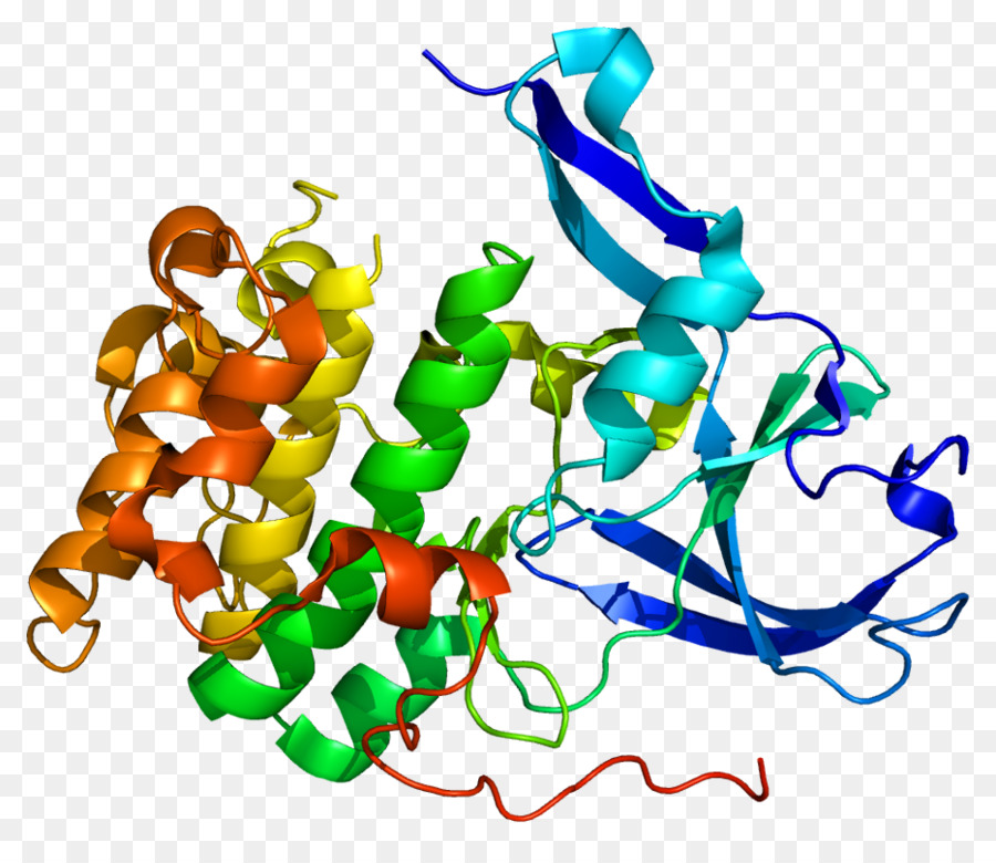 La Proteína Ribosomal S6，La Proteína PNG