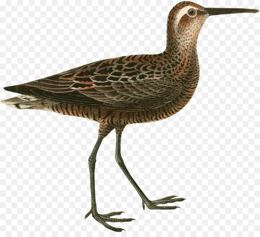 Común Redshank，Temporadas PNG