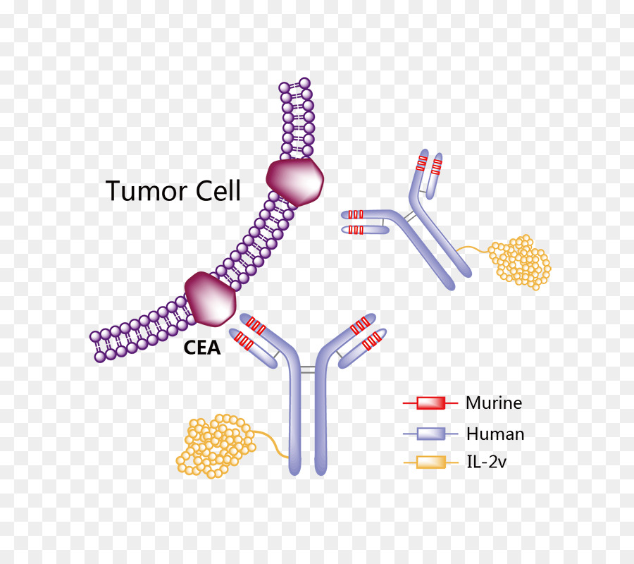 Daratumumab，El Cáncer PNG