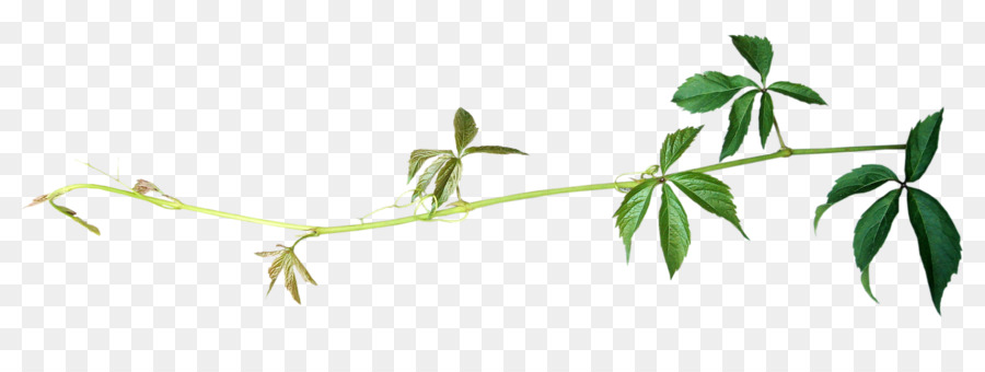 Hoja，Tallo De La Planta PNG